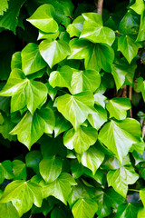 Naklejka na ściany i meble Closeup of English ivy leaves in summer, West Midlands, England, UK