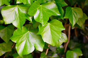 Closeup of English ivy leaves in summer, West Midlands, England, UK
