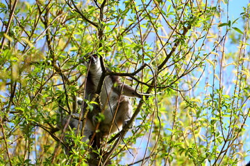 Lémurien de Madagascar