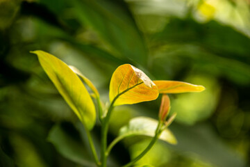 plants leafs and green nature