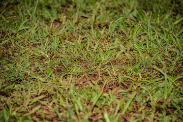 plants leafs and green nature