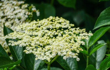 Blooming shrub of Viburnum lentago