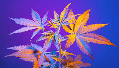 Cannabis leaves background banner. Colorful positive exotic marijuana hemp plant with big vibrant leaves on blue background. Beautiful modern bush of hemp with vibrant iridescent leaves. - obrazy, fototapety, plakaty