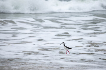 bird on the beach in florianopolis Brazil