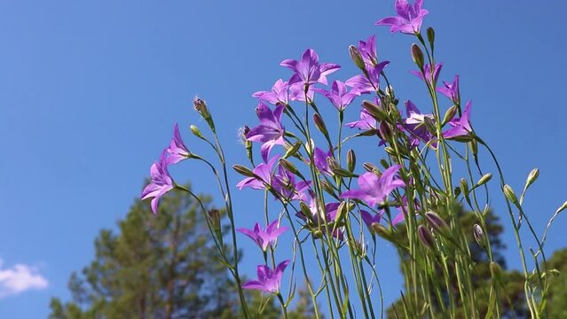 Clump of blue peach-leaved bellflower flowers in a meadow. Serene summer background.
