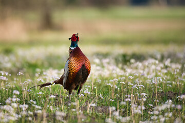 Colorful pheasant in flower meadow