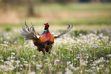 Fototapeta premium Colorful pheasant in flower meadow