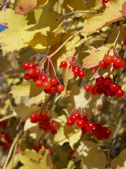 Obraz premium Close-up of red berries growing on tree. Ripe berries on the branches of a viburnum bush in autumn.