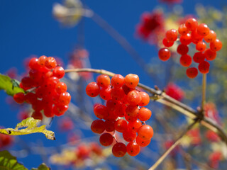 A twig with clusters of ripe red viburnum berries, a close-up shot. Medicinal berries that are useful for health. A branch of viburnum against the blue sky, selective focus.