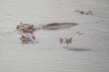 Hippos in a river