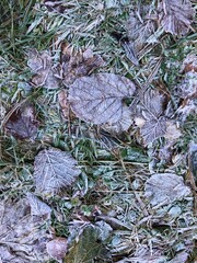 Frozen leaves