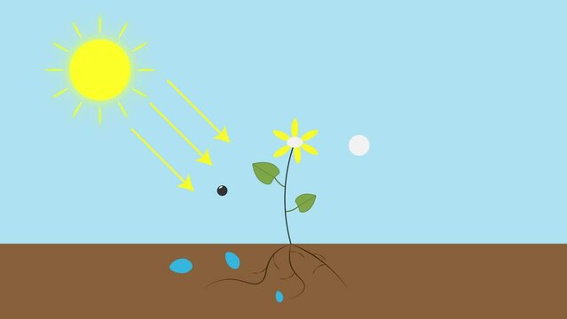 Photosynthesis animation shows how plants use water and carbon dioxide to convert sunlight into carbohydrate molecules and produce oxygen