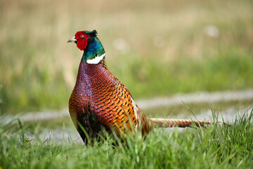 Colorful pheasant poses in front of the camera on the side of the road