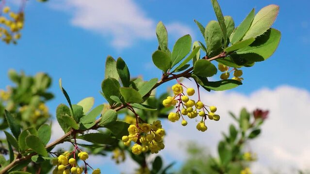 A branch of a flowering barberry in close-up, yellow flowers of an ornamental shrub. Honey-bearing plant.