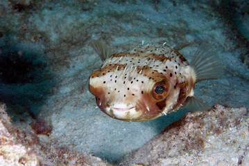 A smiling puffer fish