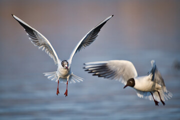 Black-headed gull shows acrobatic flight maneuvers