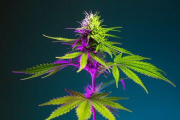 Cannabis plant with big green leaves and flowering bud in colorful purple light.