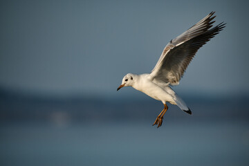 Black-headed gull shows acrobatic flight maneuvers