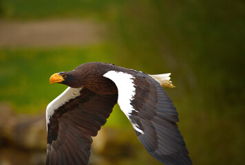Rapidité d'aigle