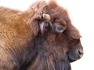 Foto op Plexiglas Bison bonasus - European bison isolated © Vera Kuttelvaserova