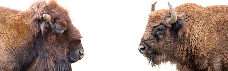 Bison bonasus - European bison isolated © Vera Kuttelvaserova