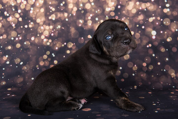 Louisiana Catahoula Leopard Dog puppy portrait on holiday background