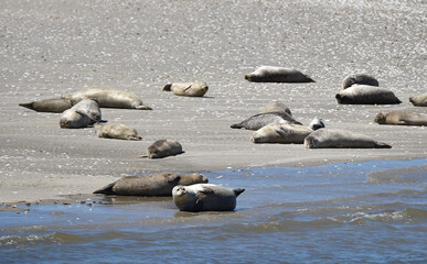 Fototapeta premium Seehundbank Trischen