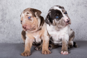 Two Louisiana Catahoula Leopard Dogs puppies on gray background