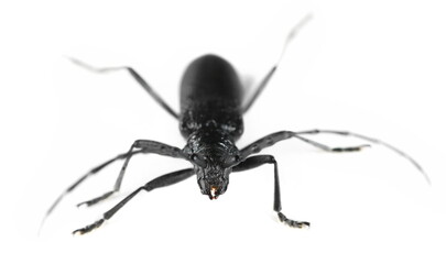 Beetle Cerambyx scopolii isolated on white 
