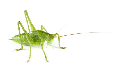 Larva Tettigonia viridissima,  young Great green bush-cricket, isolated on white