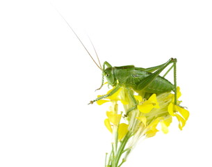 Larva Tettigonia viridissima,  young Great green bush-cricket on yellow flower, isolated on white