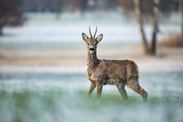 Roebuck in the last spring snow