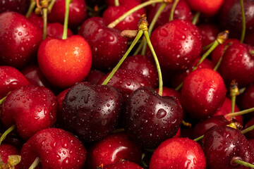 Sweet red cherries with dew close up.