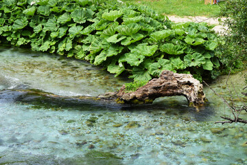 Fototapeta na wymiar A log resembling the head of a snake (dragon) according to an ancient legend. The Blue Eye karst spring near the city of Saranda in southern Albania.