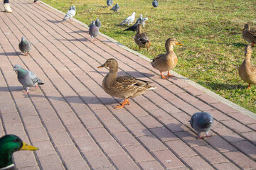 pigeons and wild ducks walk along the paths of the park