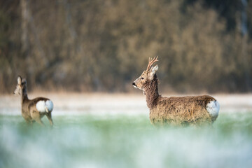 Roebuck in the last spring snow