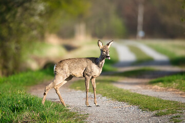 Roe deer in the wild