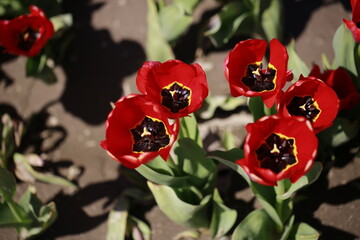 black and red tulips