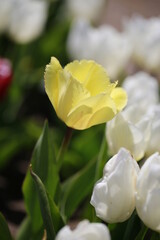 yellow tulip bloom