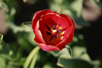 red tulip flower