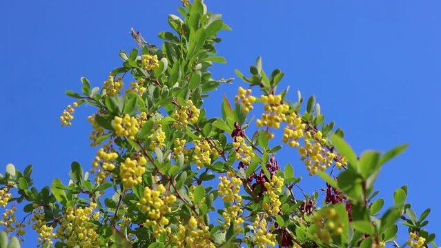 Branches of a flowering barberry, yellow flowers of an ornamental shrub.