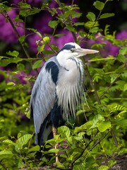 The grey heron (Ardea cinerea)