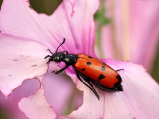 Red beetle with black dots on a flower. Mylabris quadripunctata. 
