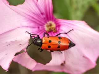 Red beetle with black dots on a flower. Mylabris quadripunctata. 
