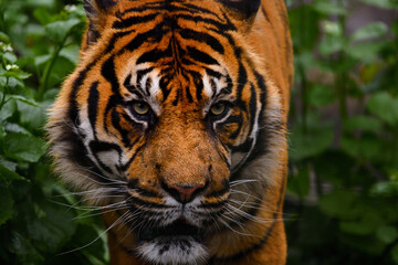 Tigre de face