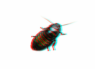 Huge madagascar hissing cockroach crawls on white table, glitch effect