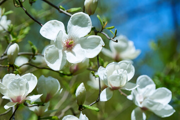 Yulan magnolia or lilytree ( Magnolia denudata ). Official city flower of Shanghai