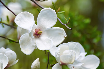 Fototapeta na wymiar Yulan magnolia or lilytree ( Magnolia denudata ). Official city flower of Shanghai