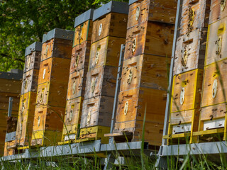bees flying to the hive - bee breeding (Apis mellifera)