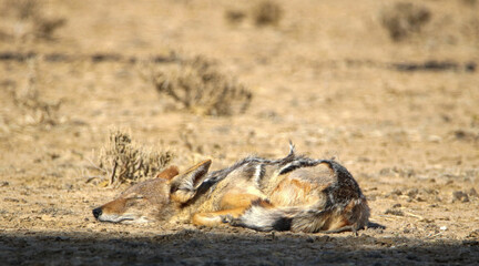 Black-backed Jackal in the Kgalagadi, South Africa 